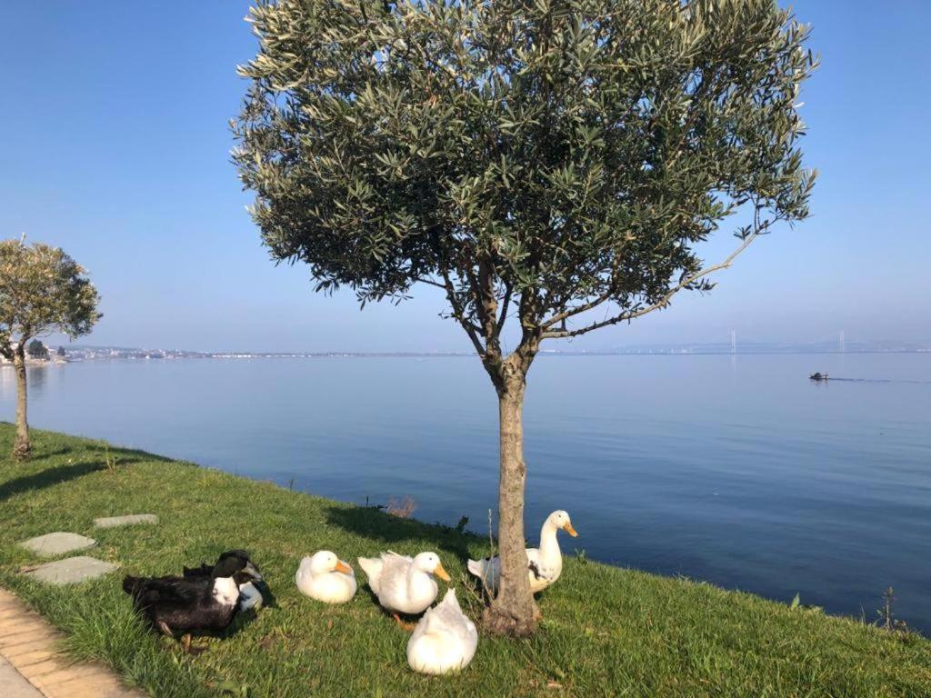 Blue Pier Hotel Kocaeli Buitenkant foto